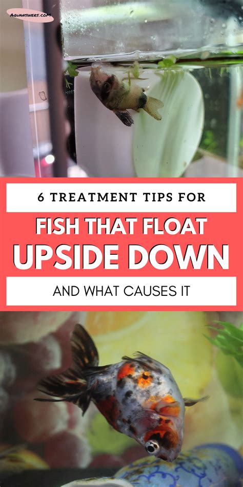 beta fish not eating|Cause (+ Cures) for a Fish That's Floating Upside.